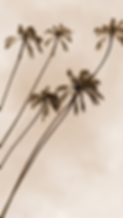 Summer Vibes.png