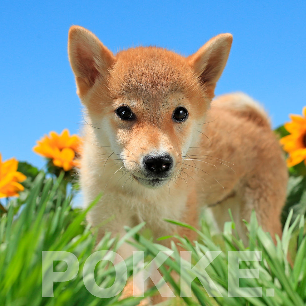 サムネイル： 柴犬（赤柴）