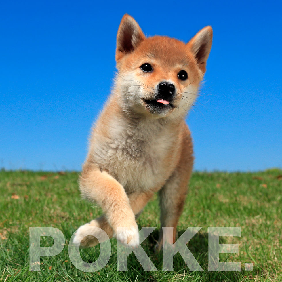 サムネイル： 柴犬（赤柴）