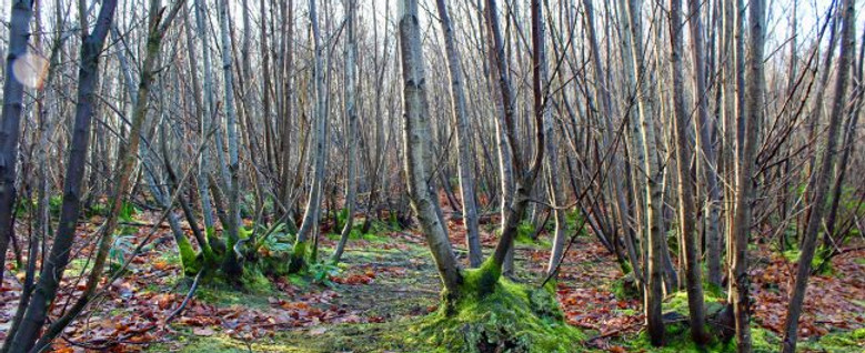 coppiced-chestnut-e1548440574103.jpeg