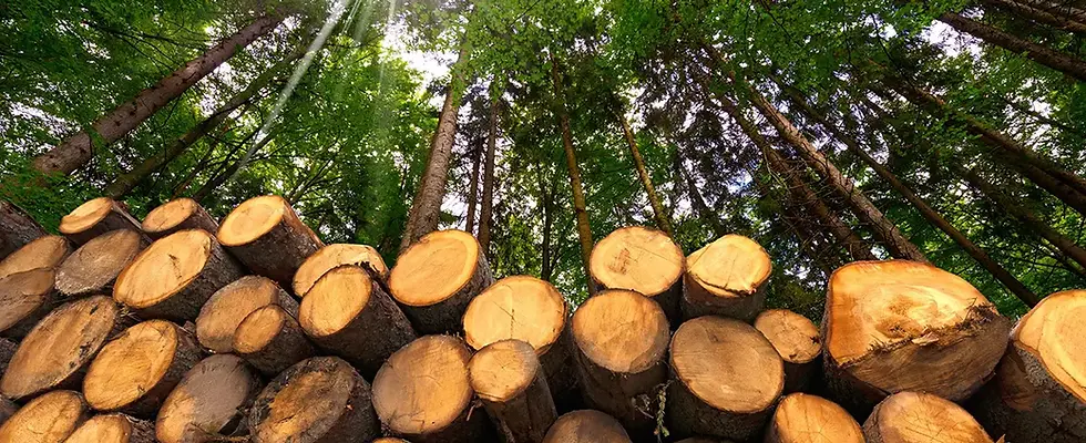 Woodland Management