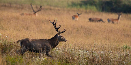 Deer Hunting Tips for Beginners - The Essential Guide