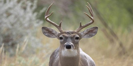 Deer Minerals for Antler Growth - Boost Antler Development