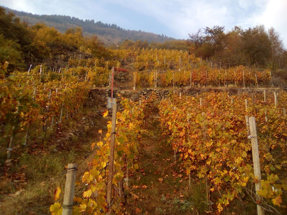 Thumbnail: Grumello Sasso Vivo Nebbiolo Valtellina RetroBottega