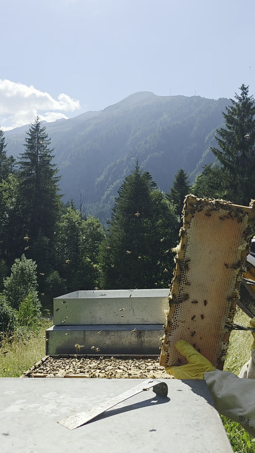 Miniatura: Miele millefiori della Valtellina