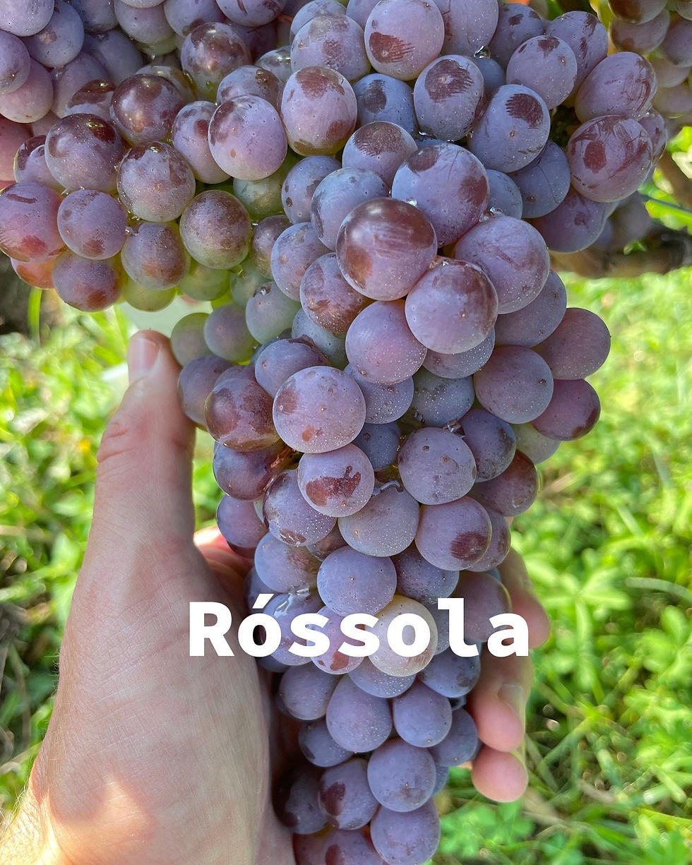 Miniatura: Barbacan valtellina