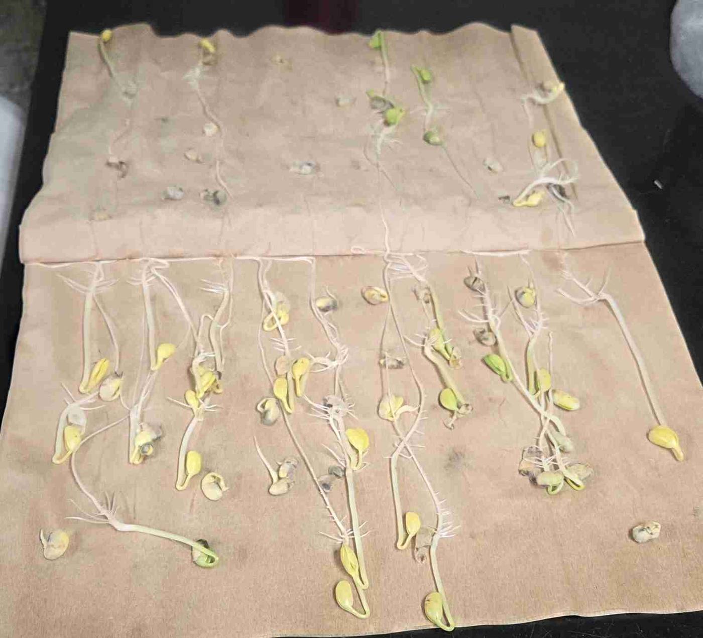 Germinated soybeans on a paper towel