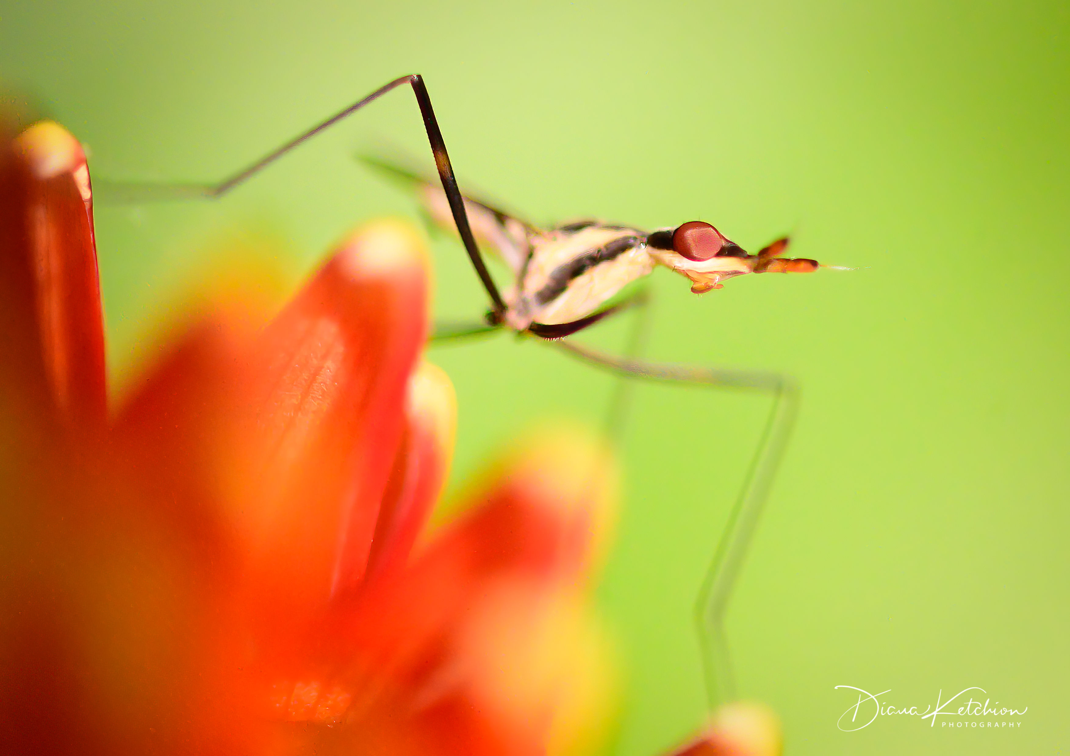 "Macro Moment"