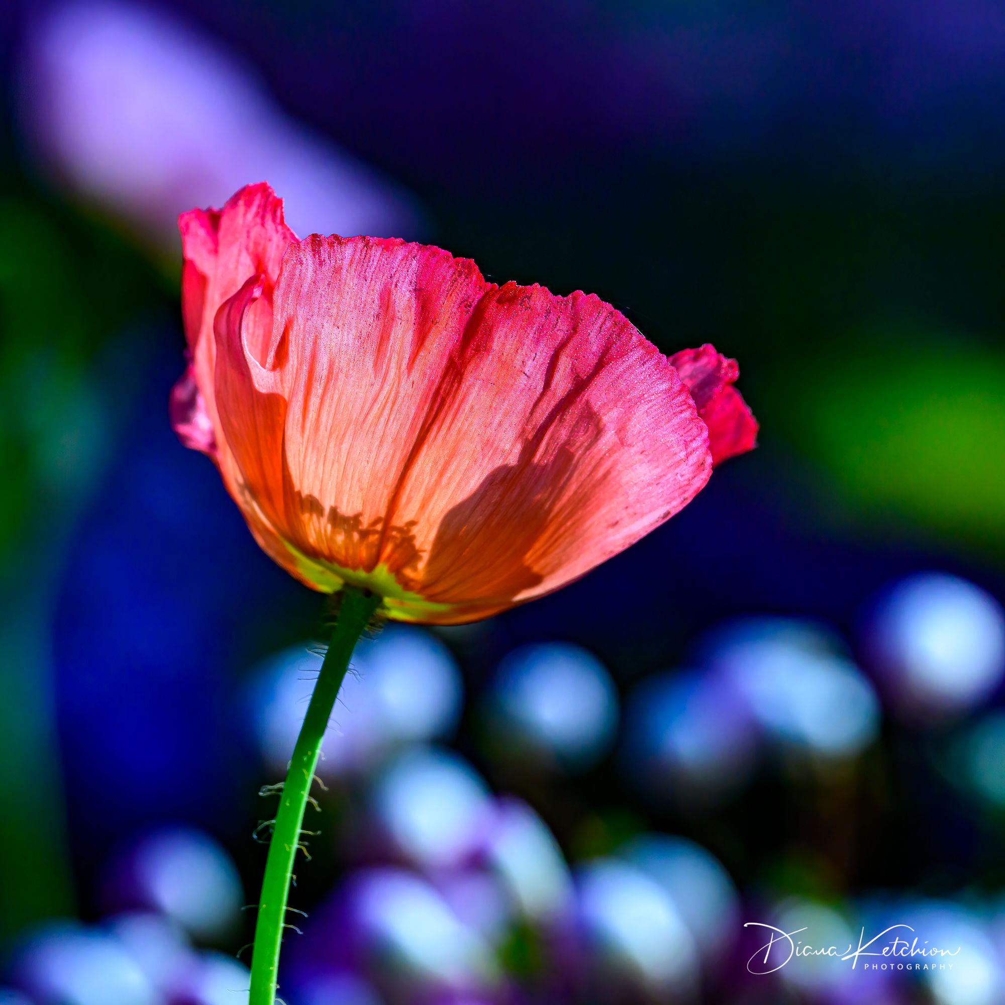 Carnival of Flowers 10