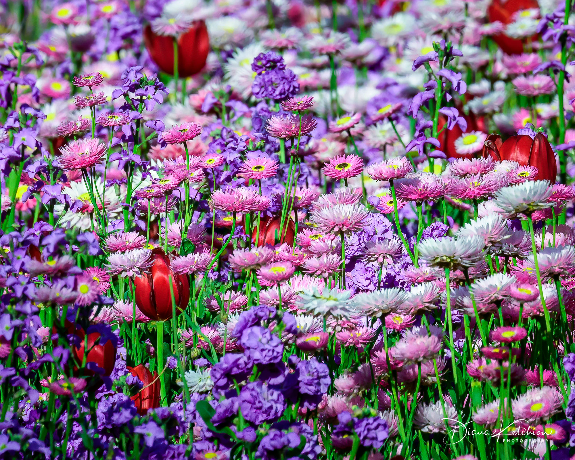 Carnival of Flowers 44