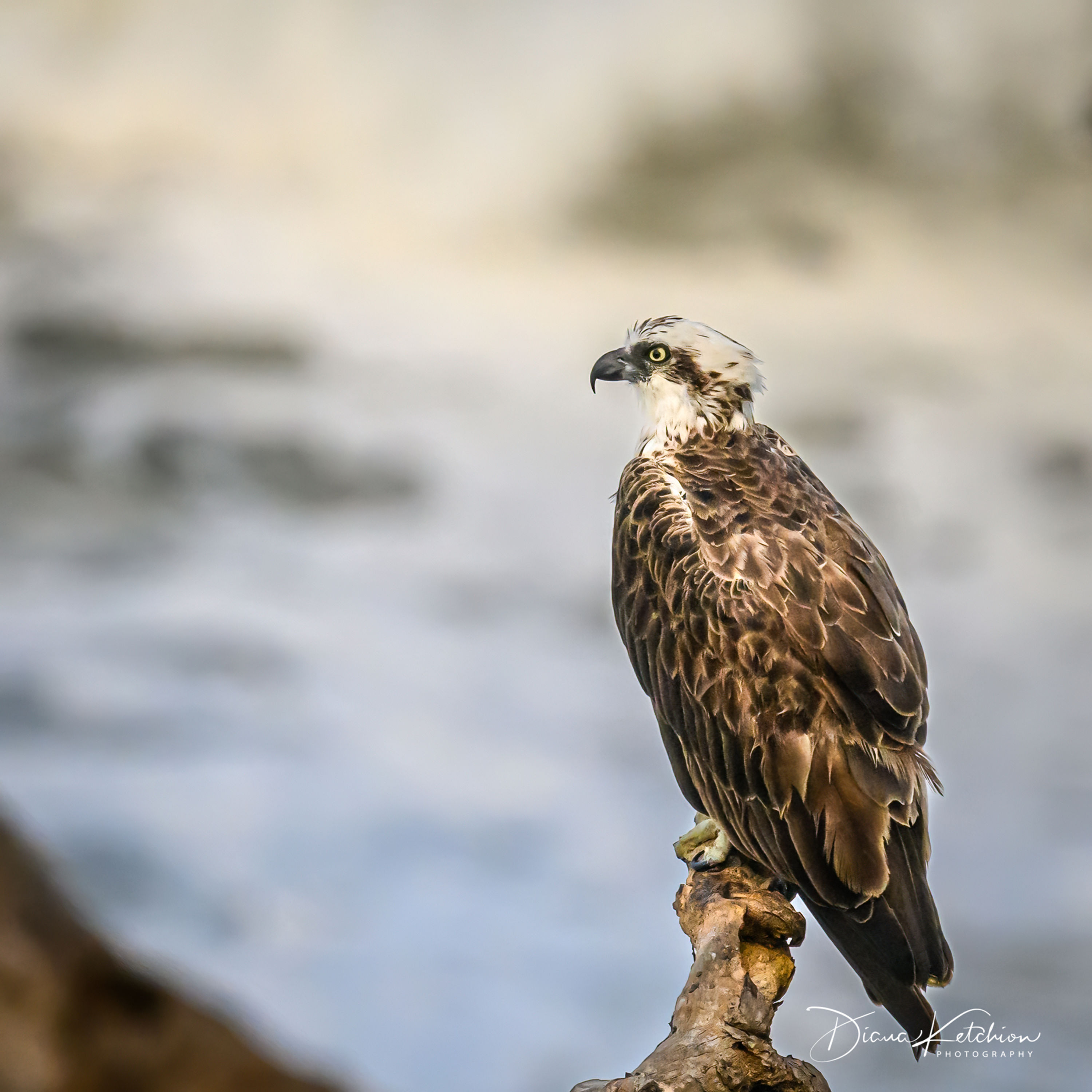 Osprey II