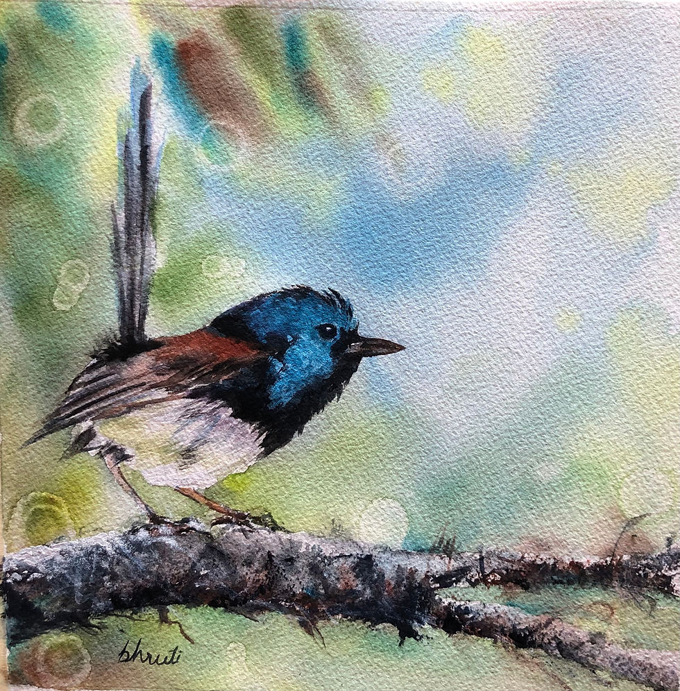 Variegated Fairywren by Shruti Kashikar