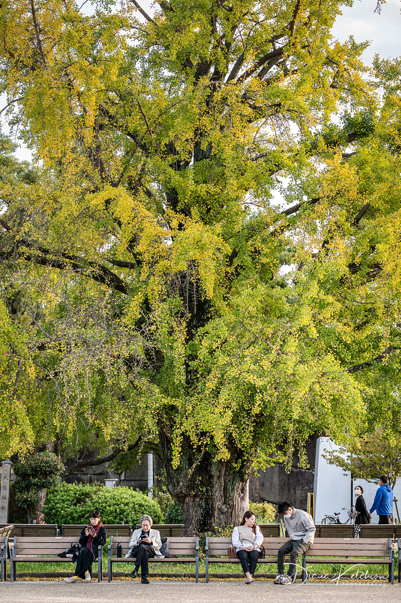 "Under the Autumn Canopy"