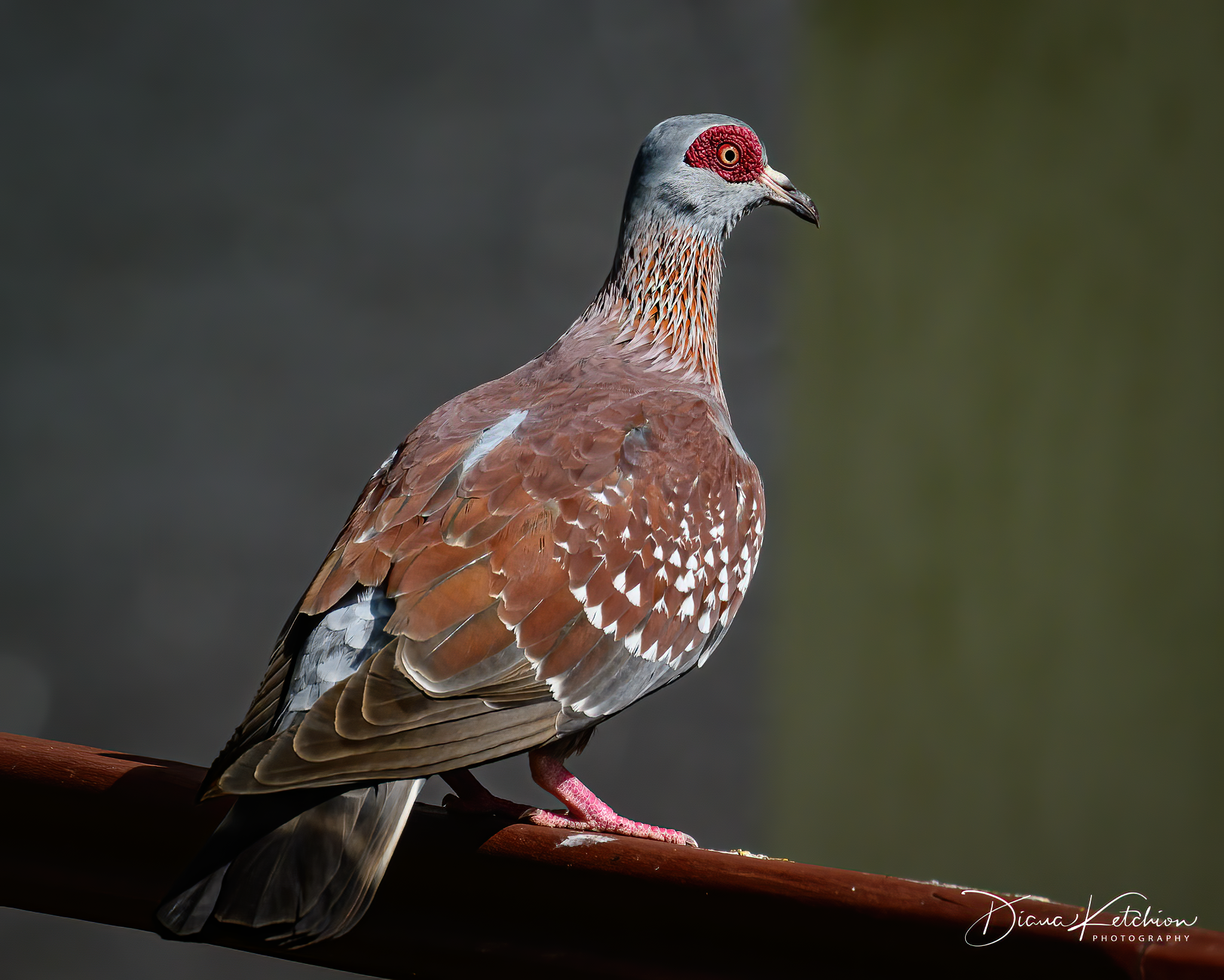 Speckled Pigeon - Kenya