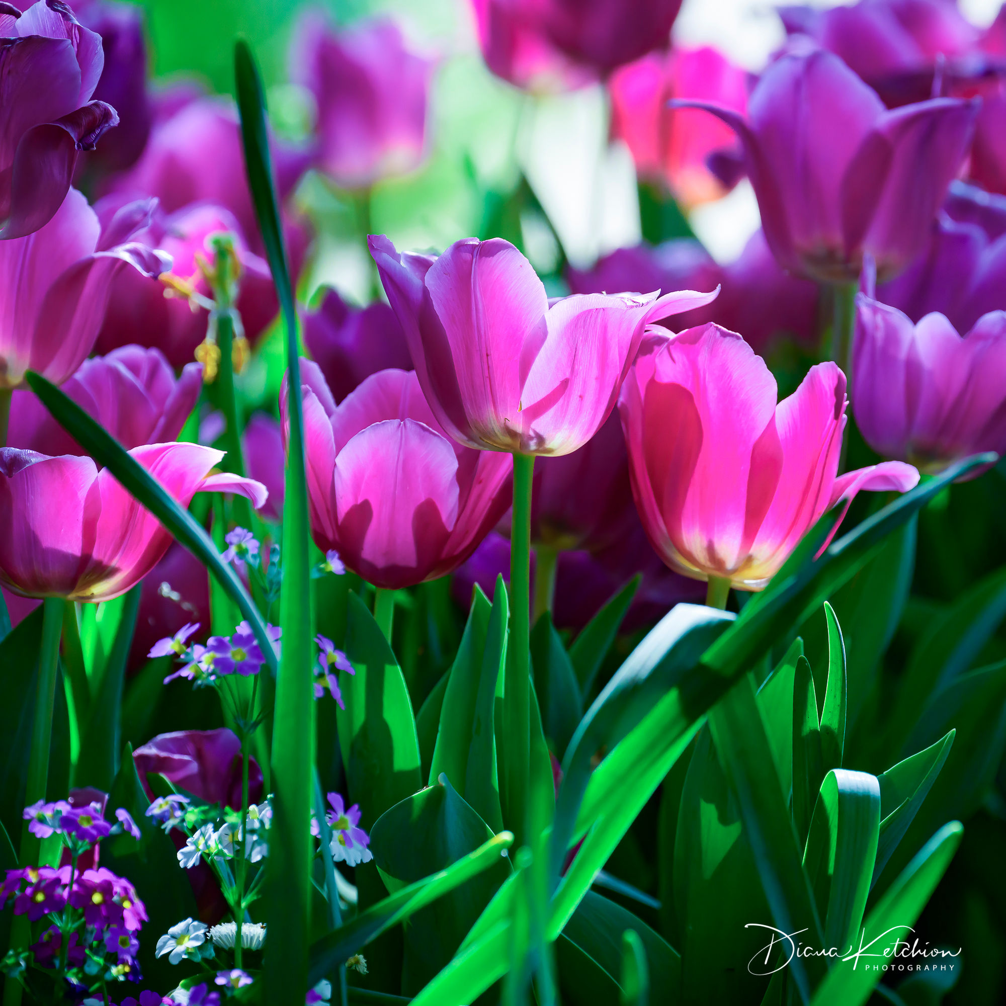 Carnival of Flowers 26