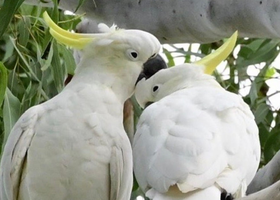 Bernadette McConville Preening Cockatoos