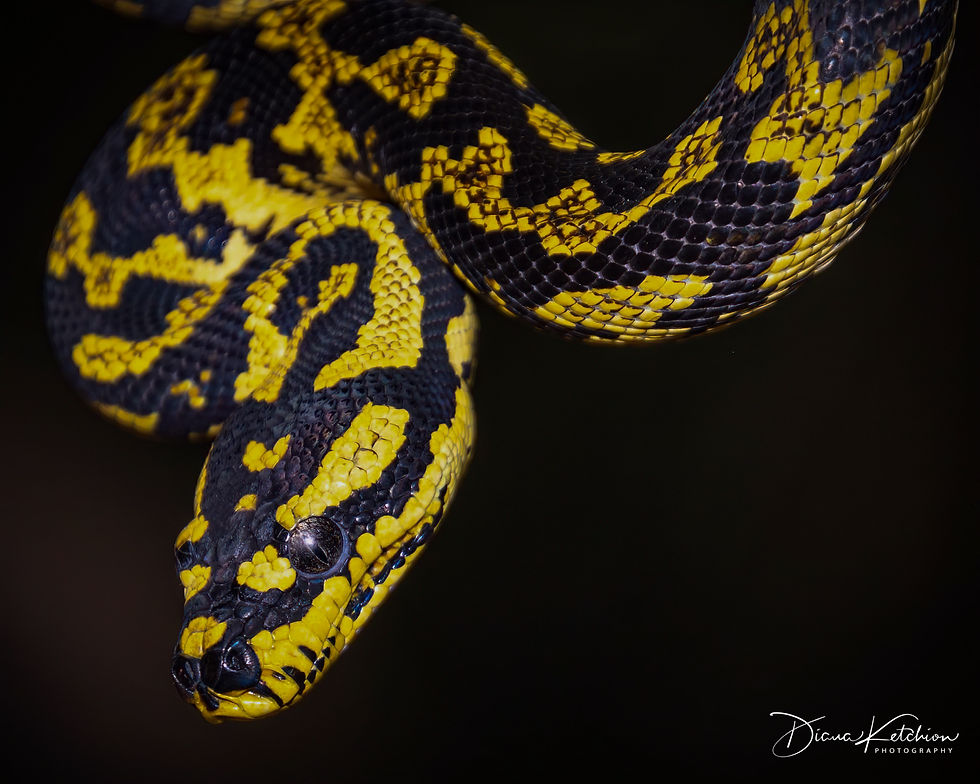 Rainforest Python
