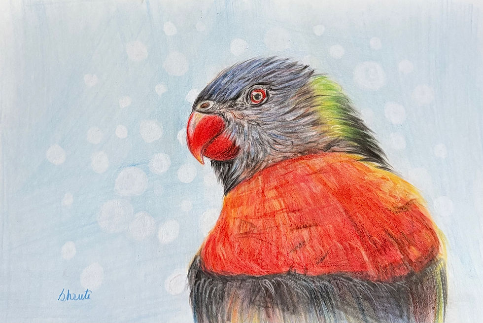 Shruti Kashikar Rainbow lorikeet