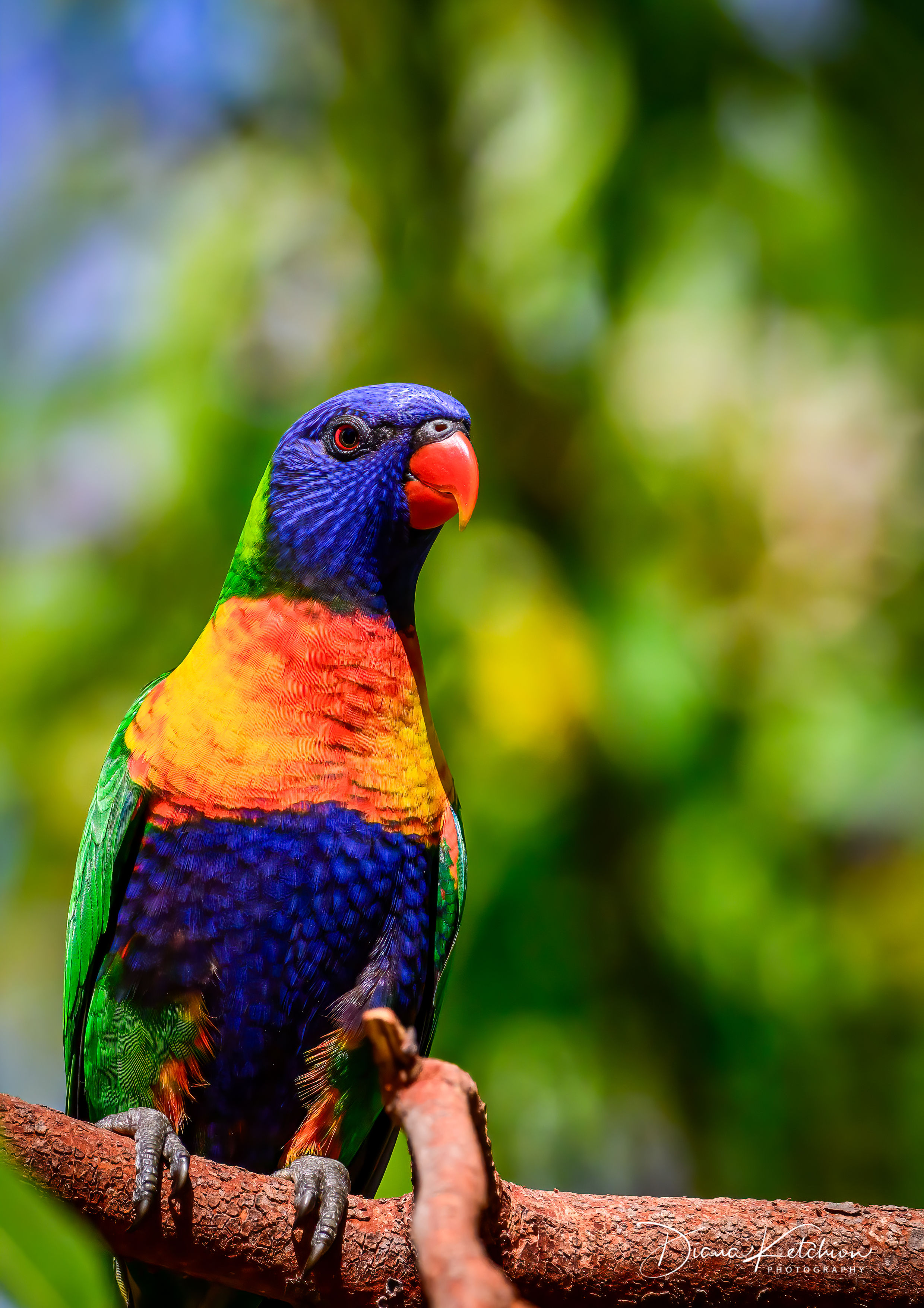 Rainbow Lorikeet