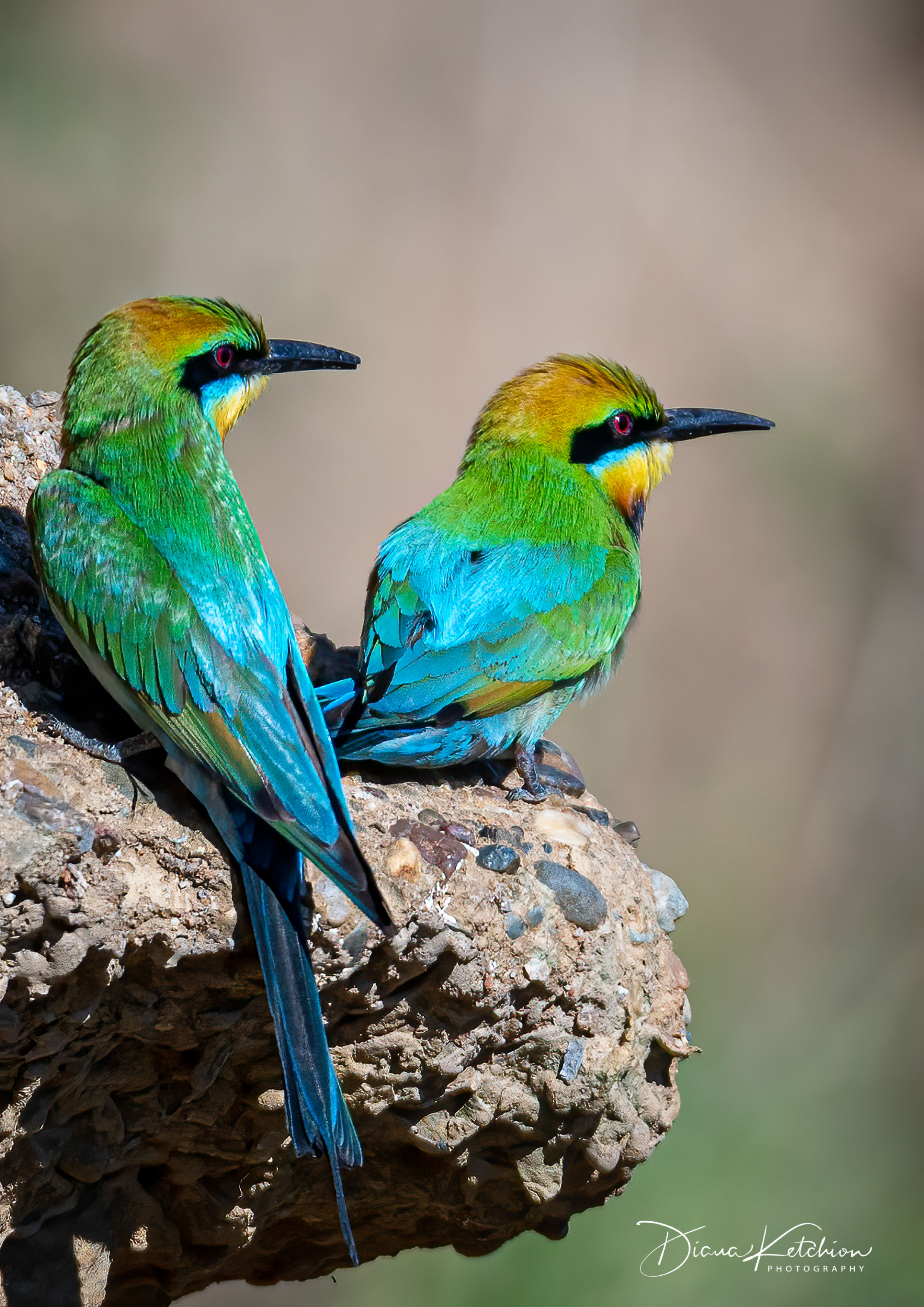 Rainbow Bee-Eaters - Indooroopilly