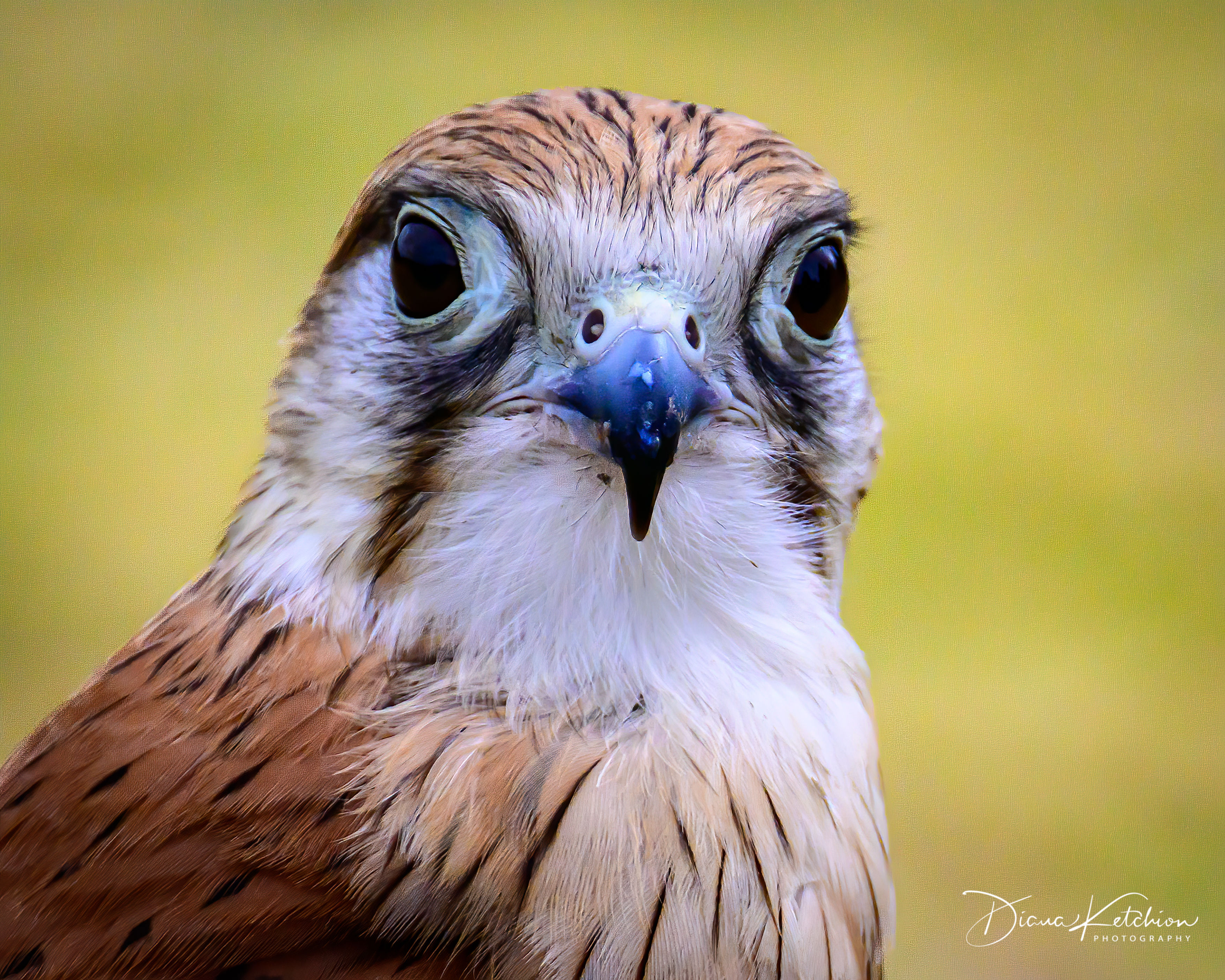 Nankeen Kestrel