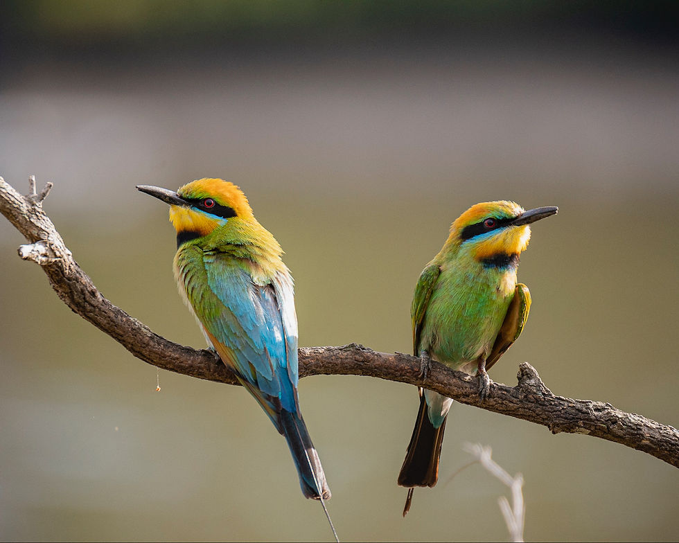 "Rainbow Bee-eaters" Diana Ketchion