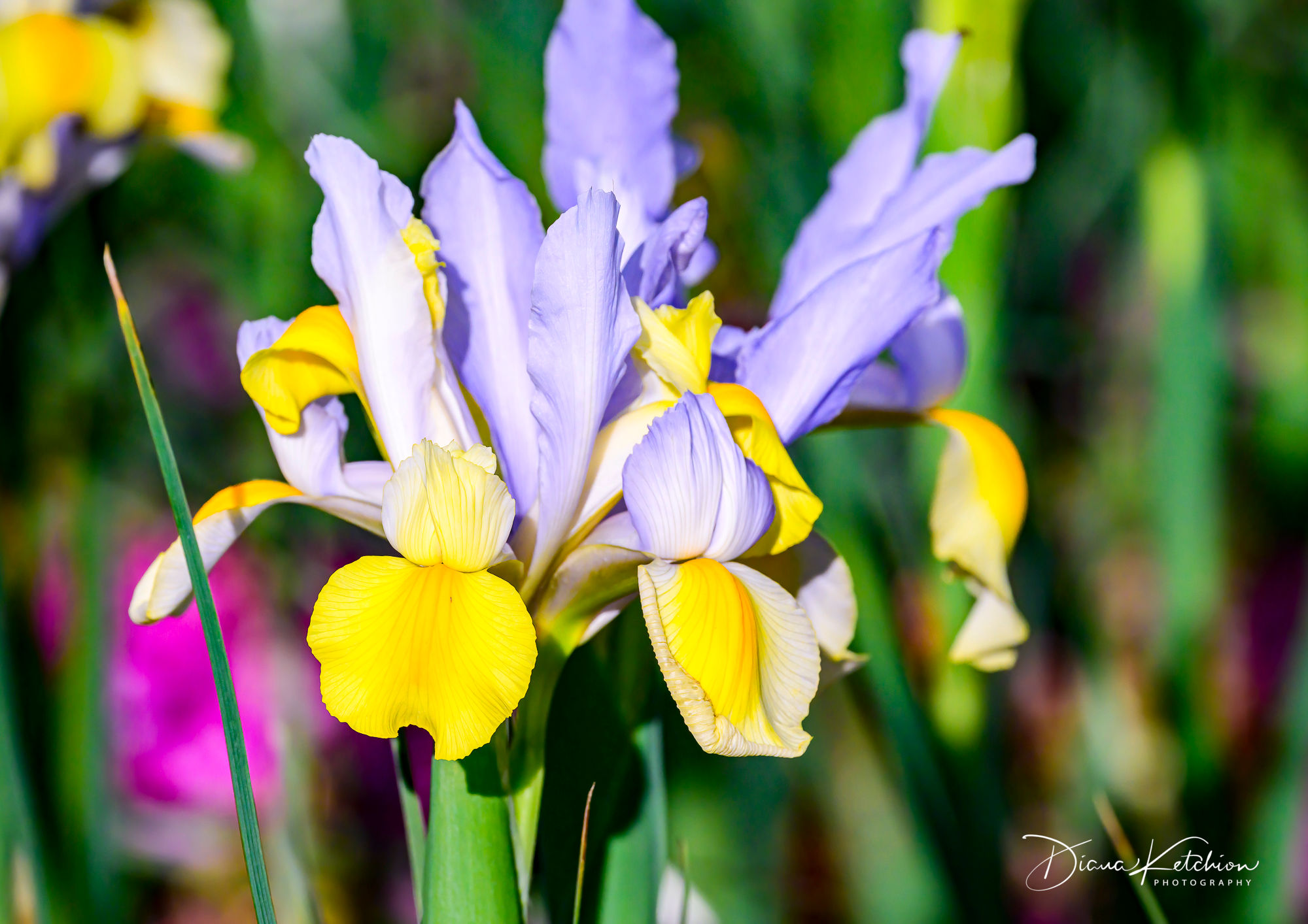 Carnival of Flowers 46