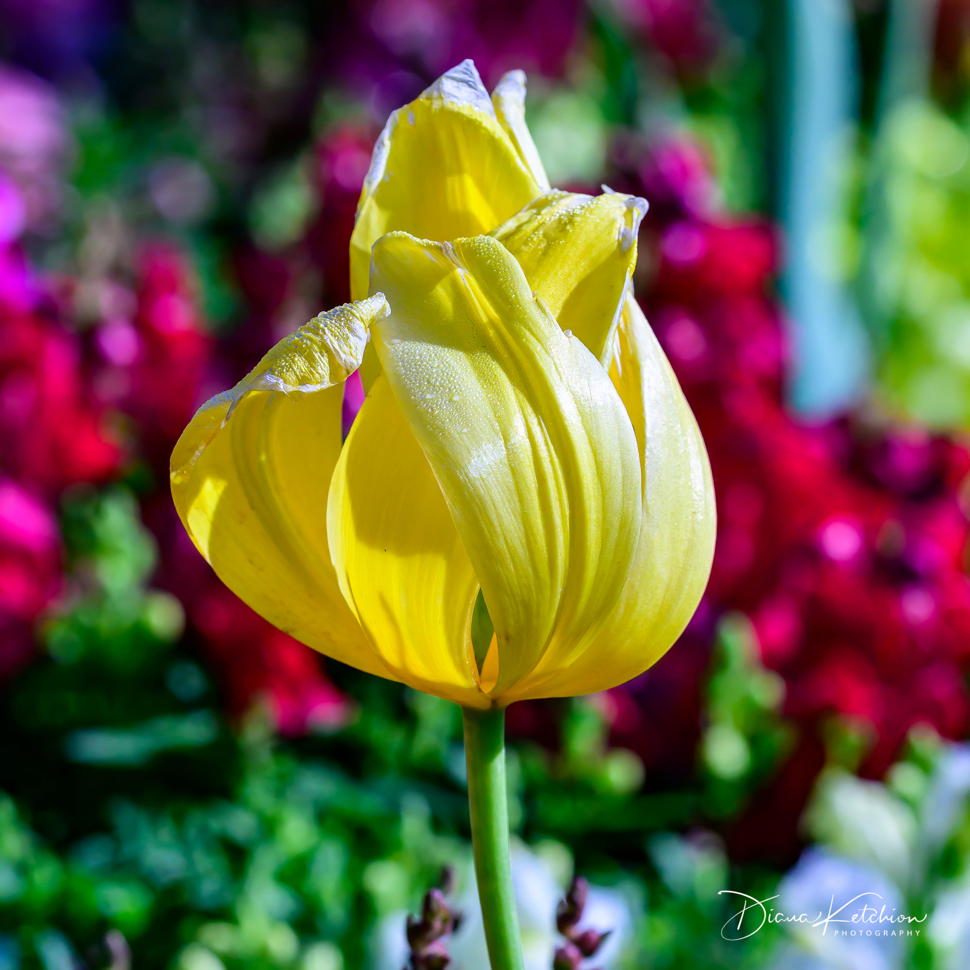 Carnival of Flowers 6