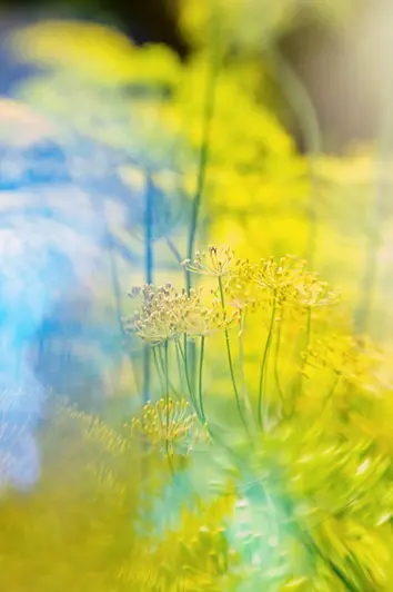 Prismenfotografie von Dillpflanzen mit verschwommenem Hintergrund und Farbverzerrungen.