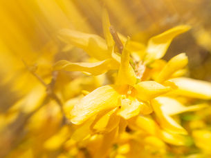 Gelbe Forsythien mit Lichtstrahlen durch ein Prisma forografiert.