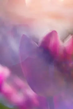 Prismenfotografie von magentafarbenen Tulpen mit einer Nahaufnahme und mit starken räumlichen Verzerrungen im Hintergrund. Im Vordergrund befindet sich eine einzelne Tulpe in Nahaufnahme.