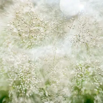 Digitale Collage von Prismenfotografien von Schleierkraut in einer hellen, surrealen Komposition.  