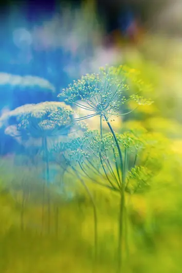 Prismenfotografie von drei Dillpflanzen mit verschwommenem Hintergrund und Farbverzerrungen von grün nach blau.