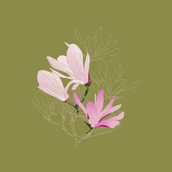 Magnolienblüten mit zartrosa Farbverläufen und rosafarbenen Umrissen in einer sich überlappenden Kombination.