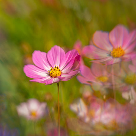 Viele Interessen, kein klarer Weg? Warum mein Neubeginn nicht linear ist