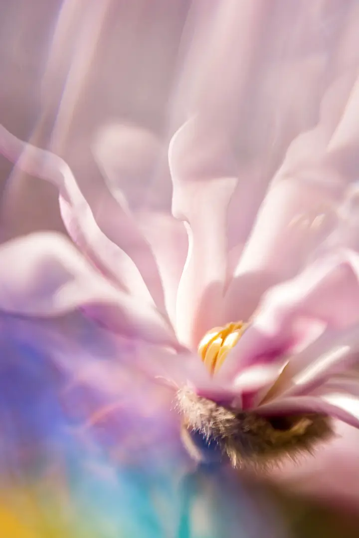 Prismenfotografie von einer rosa Magnolienblüten mit hellem, verschwommenem Hintergrund und Lichtstrahlen.