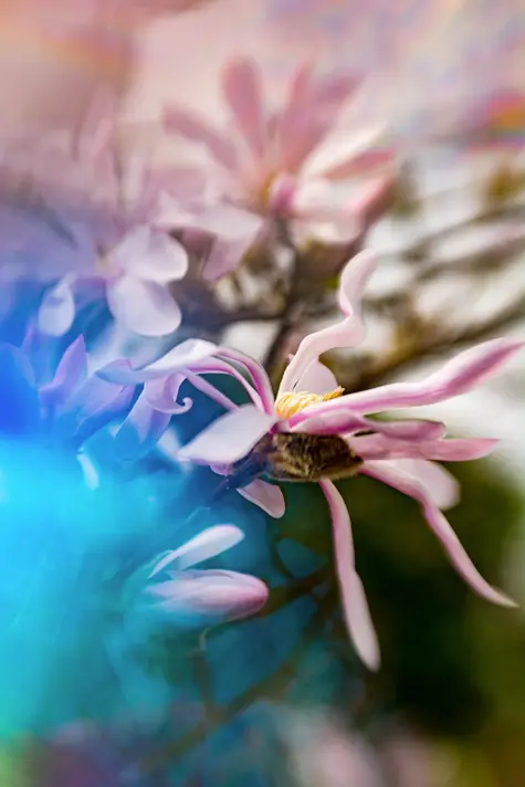 Prismenfotografie von zwei Magnolienblüten mit dunklem, verschwommenem Hintergrund.