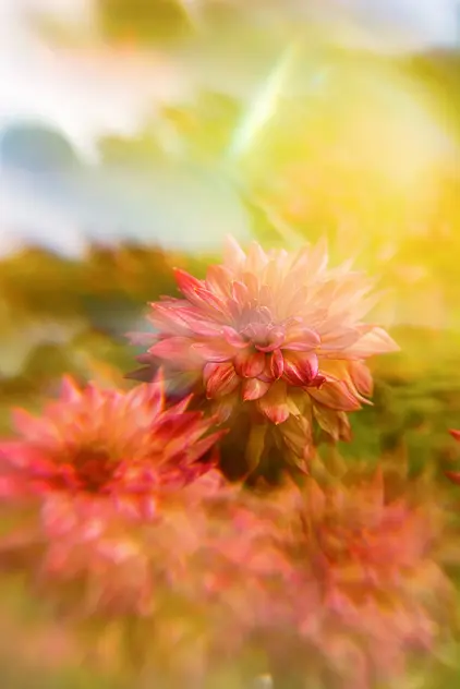 Prismenfotografie von einer Gruppe von drei roten Dahlien in der unteren Bildhälfte, mit verschwommenem Hintergrund und farblichen Verzerrungen.