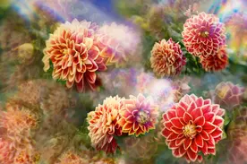 Fotos von roten Dahlien in einer digitalen Collage mit Lichtstrahlen. 