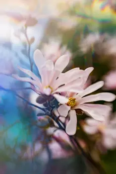 Prismenfotografie von zwei Magnolienblüten mit dunklem, verschwommenem Hintergrund mit Reflektionen.