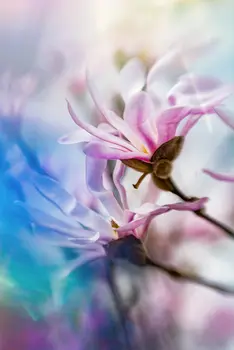 Prismenfotografie von zwei Magnolienblüten mit hellem, verschwommenem Hintergrund.