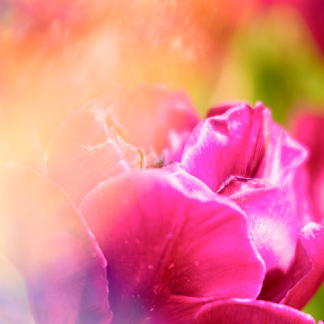Prismatische Fotografie einer pinkfarbenen Tulpe mit verschwommenem Hintergrund.