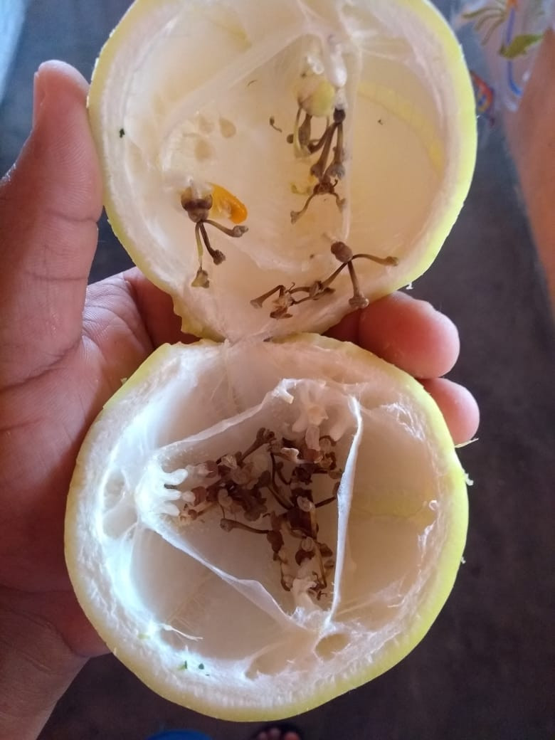 maracujá mal polinizado