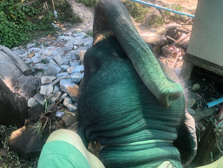 タイで象乗り体験