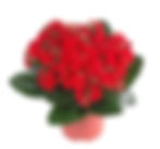 Red Kalanchoe