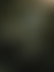 The Lineage of the White Rose