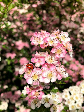 Beautiful Hawthorn flower at Wildacres Nature Reserve