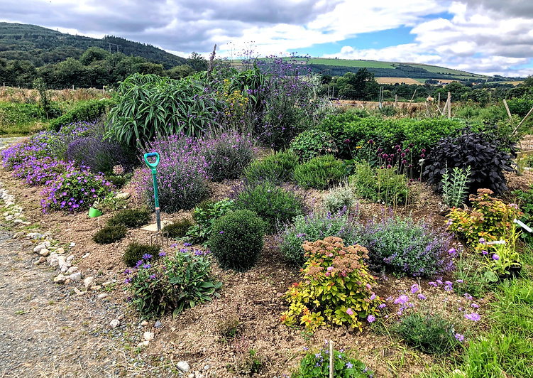 Pollinator flowerbed