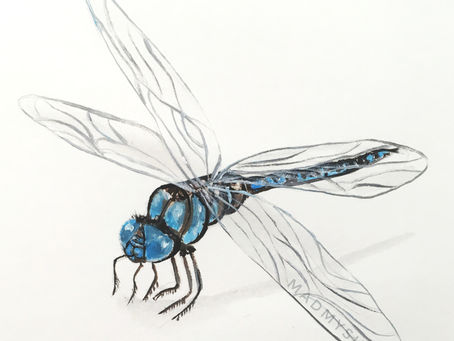 What do dragonflies eat?