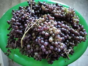 Fruta de temporada: uva